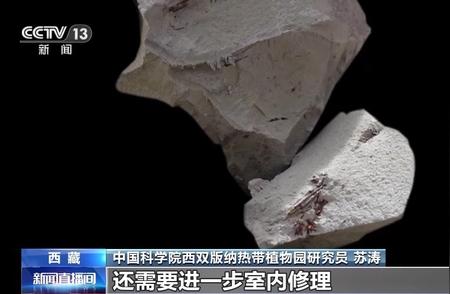 古生物化石大发现：第二次青藏科考成果一览