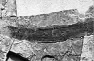 河北热河生物群新发现：孟氏中生鳗化石的首次亮相